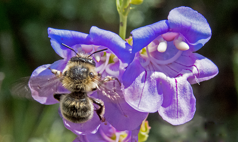 Beardless Sidebells Penstemon 1.jpg